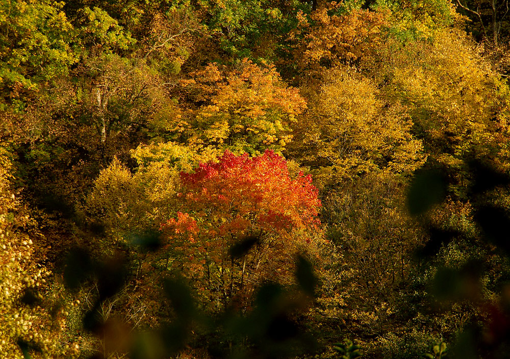 GOLDEN AUTUMN2