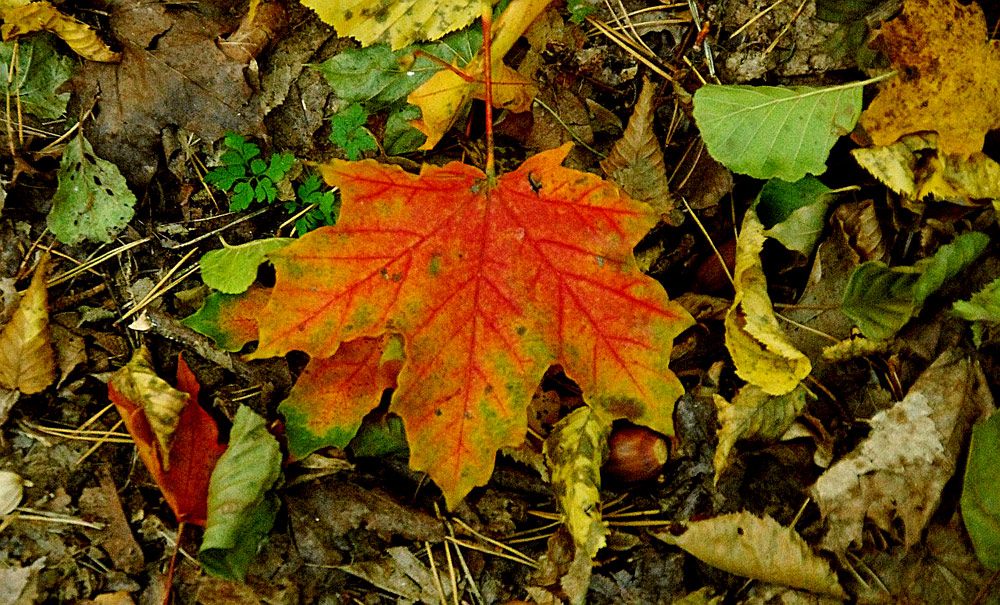 GOLDEN AUTUMN7