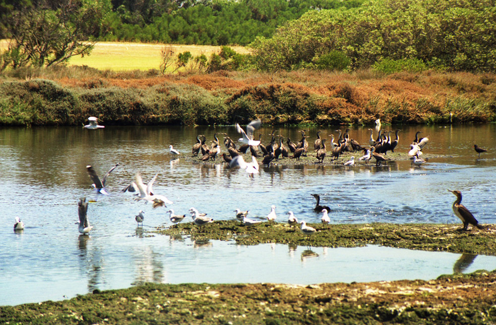 Milnertons lagoon1 