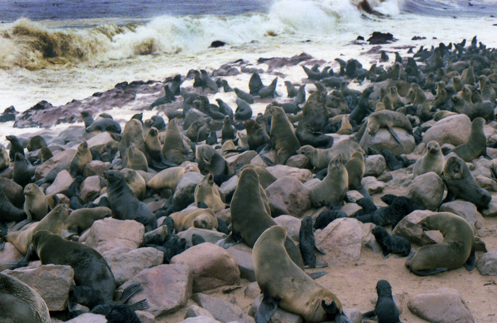 SEALS12com